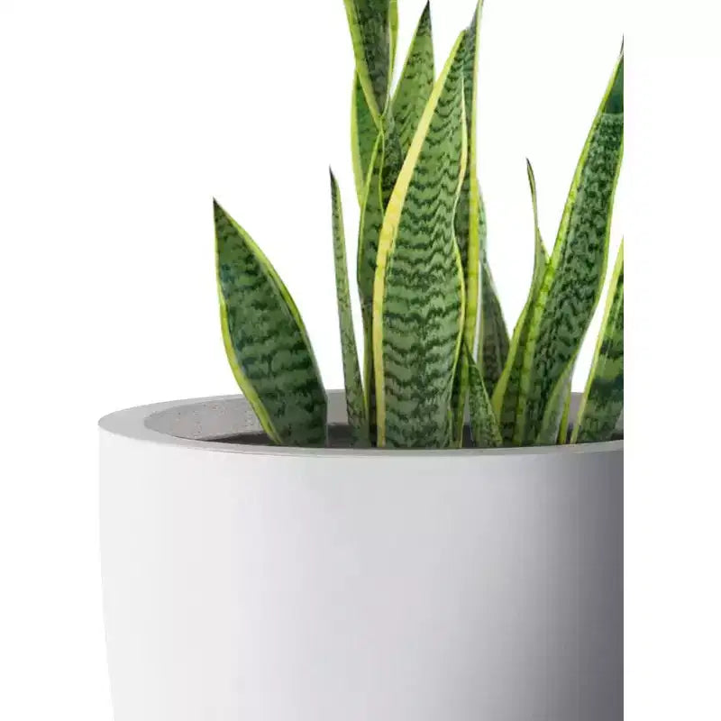 Pot de fleurs d'extérieur en béton, blanc crayeux