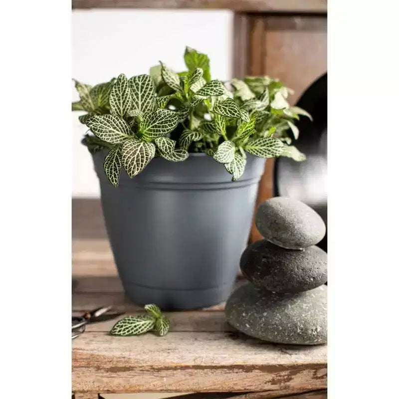 Pots de fleurs ronds classiques avec soucoupe, pour l'intérieur et l'extérieur