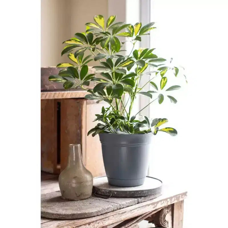 Pots de fleurs ronds classiques avec soucoupe, pour l'intérieur et l'extérieur
