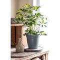 Pots de fleurs ronds classiques avec soucoupe, pour l'intérieur et l'extérieur